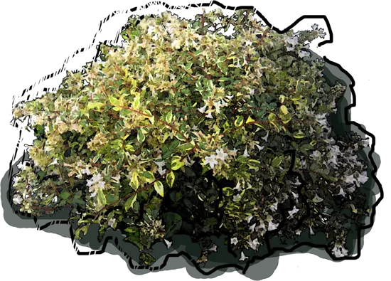 Roślina - Abelia Lime