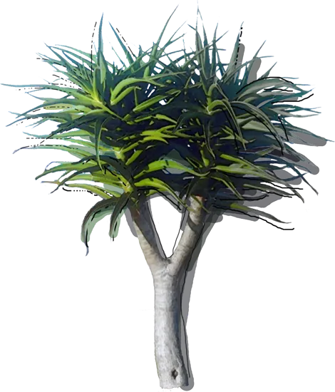 Roślina - Aloes Bainesa