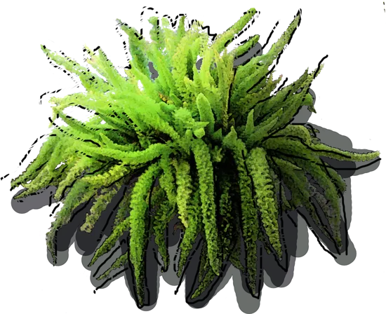 Roślina - Asparagus gęstokwiatowy