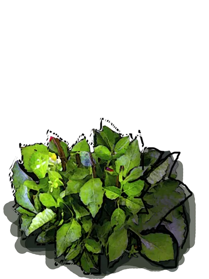 Roślina - Dalia anemonowa