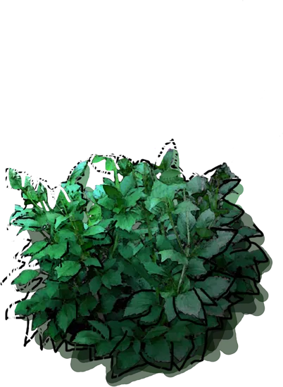 Roślina - Dalia kaktusowa \u0022Frindged Star\u0022