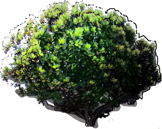 Roślina - Figowiec lirolistny
