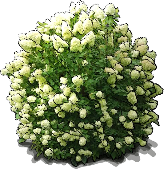 Roślina - Hortensja bukietowa \u0022Grandiflora\u0022