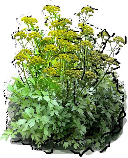 Roślina - Lubczyk ogrodowy