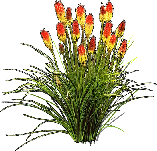 Roślina - Trytoma groniasta Nancy Red