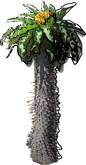 Roślina - Pachypodium namaquanum