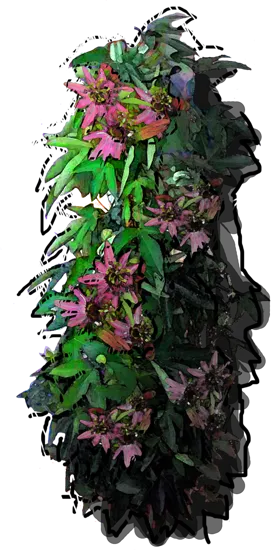 Roślina - Męczennica violaceae Victoria