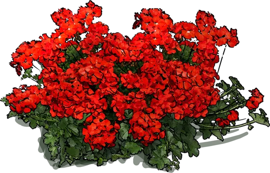 Roślina - Pelargonia Peltatum Happy Face Scarlet