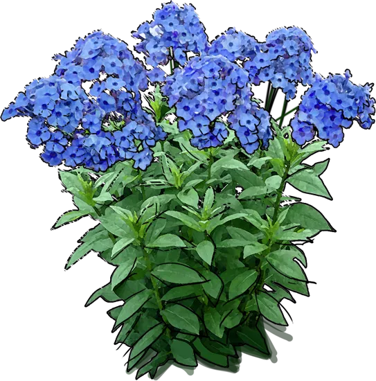 Roślina - Płomyk wiechowaty Blue Paradise