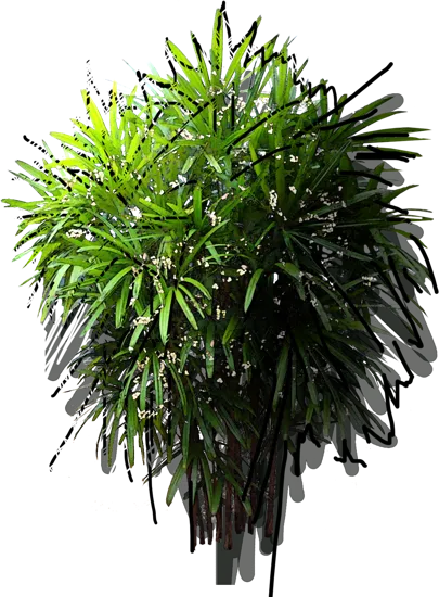 Roślina - Palma biczowa