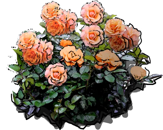 Roślina - Róża \u0022Apricola\u0022