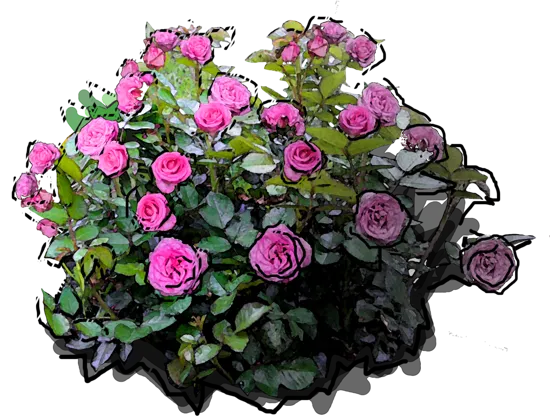 Roślina - Róża \u0022Beverly\u0022
