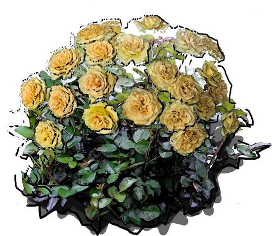 Roślina - Róża \u0022Casanova\u0022