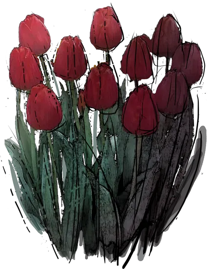 Roślina - Tulipan \u0022Jan Reus\u0022