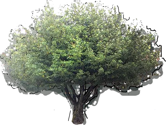 Roślina - Laur kalifornijski