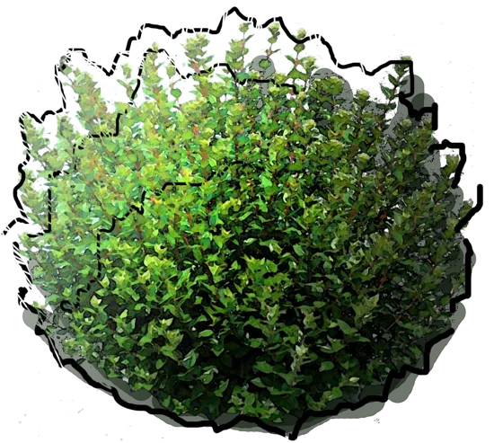 Roślina - Abelia chińska