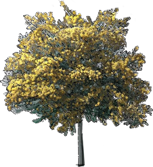 Roślina - Acacia baileyana \u0022Purpurea\u0022