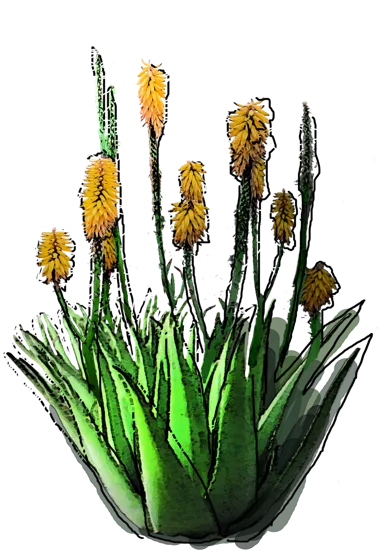 Roślina - Aloes zwyczajny