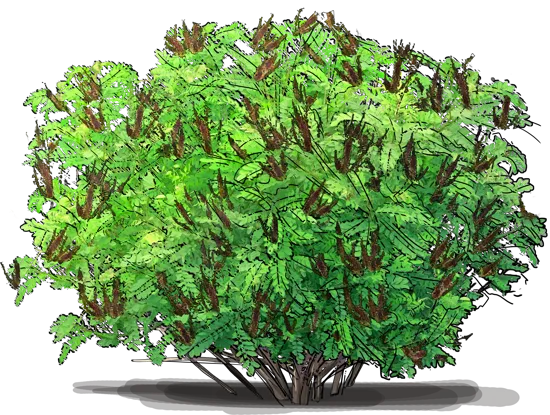 Roślina - Amorfa krzewiasta
