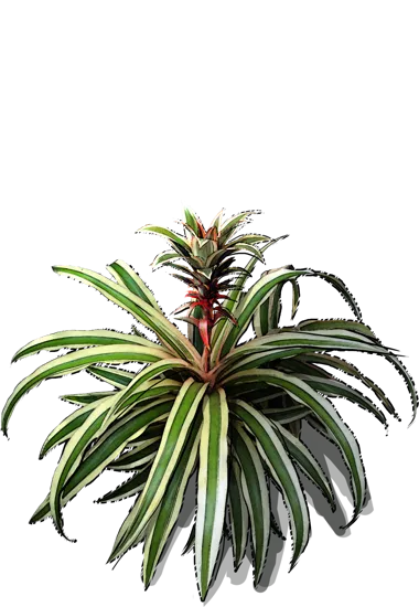 Roślina - Ananas jadalny Variegata