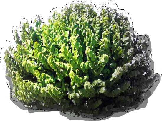 Roślina - Flaszowiec peruwiański