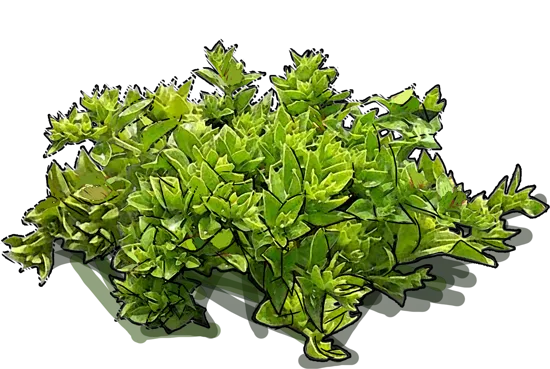 Roślina - Aptenia sercolistna