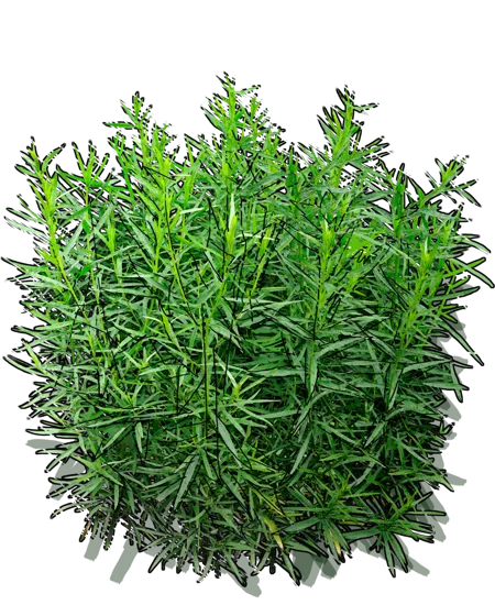 Roślina - Bylica estragon