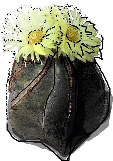 Roślina - Kaktus Biskupia czapka