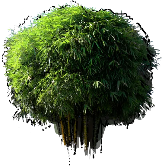 Roślina - Bambus Vulgaris Wamin