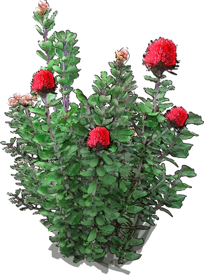 Roślina - Banksia szkarłatna