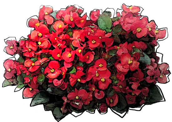 Roślina - Begonia stale kwitnąca
