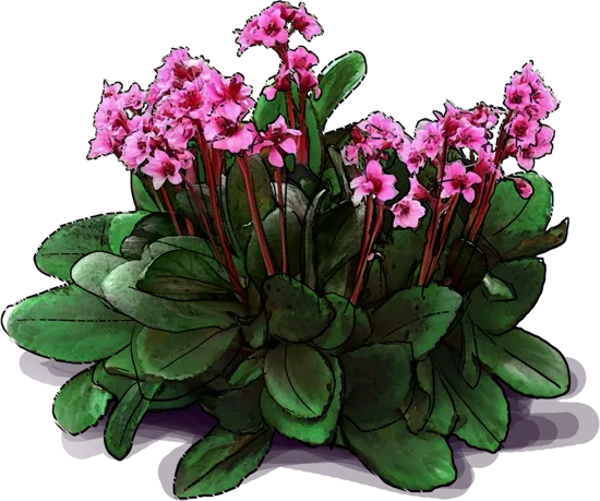 Roślina - Bergenia sercolistna \u0022Flirt\u0022