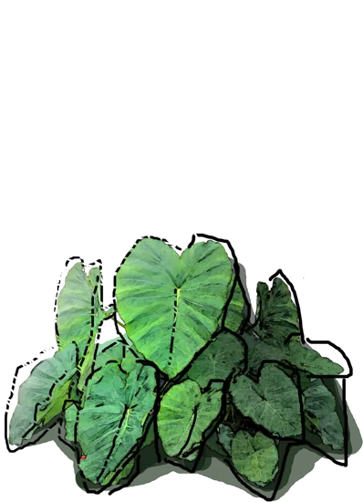 Roślina - Kaladium dwubarwne