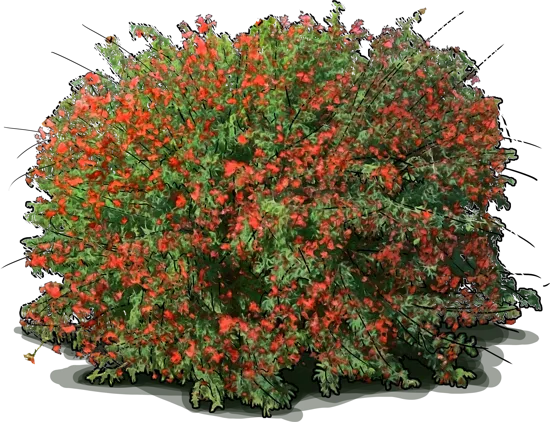 Roślina - Calliandra californica