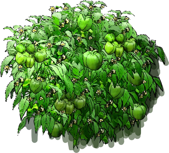 Roślina - Papryka jagodowa