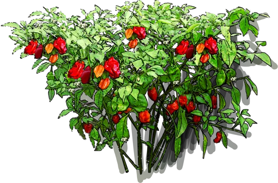 Roślina - Papryka habanero