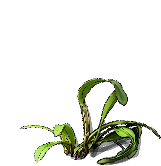 Roślina - Storczyk maxima