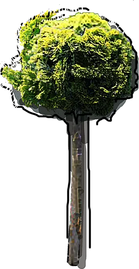 Roślina - Cyprysik tępołuskowy Aurea szczepiony na pniu