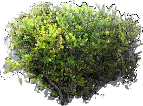 Roślina - Chryzobalanus jadalny