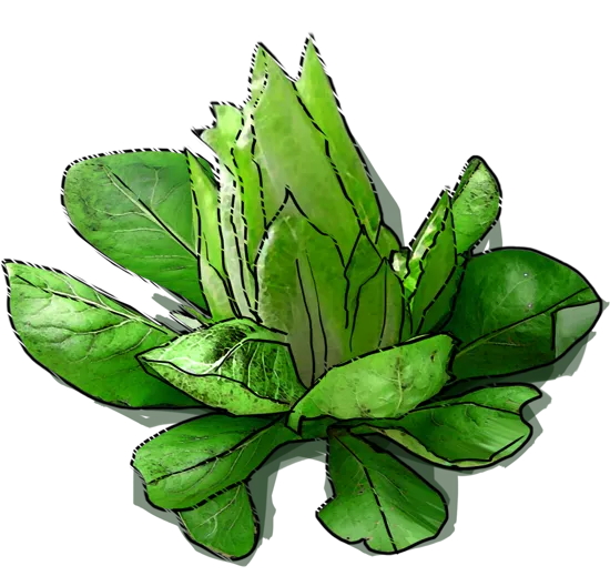 Roślina - Cykoria sałatowa