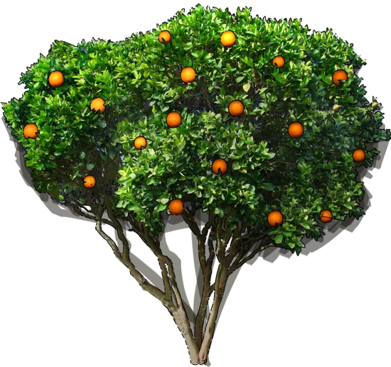 Roślina - Pomarańcza chińska