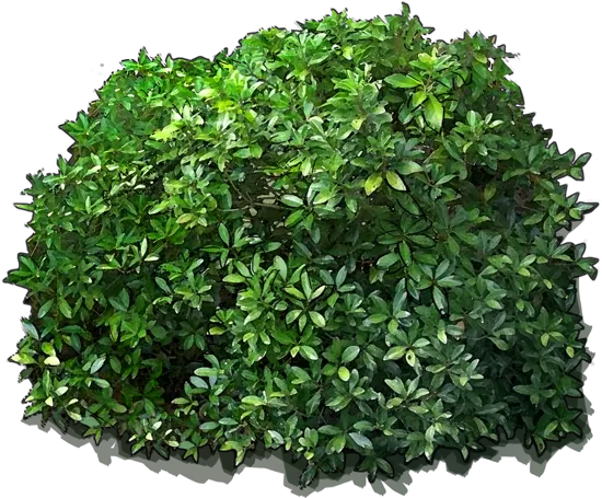 Roślina - Cleyera japonica
