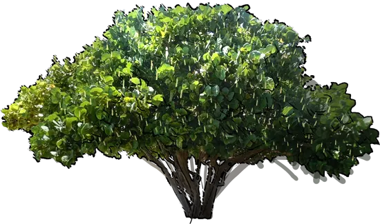 Roślina - Kokoloba groniasta