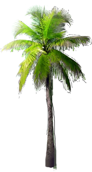 Roślina - Palma kokosowa