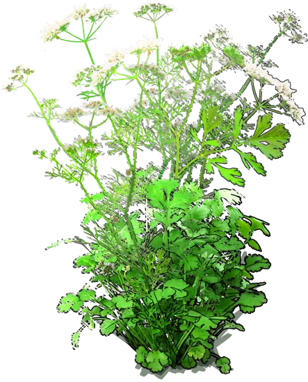 Roślina - Kolendra siewna odmiana wielkoowocowa