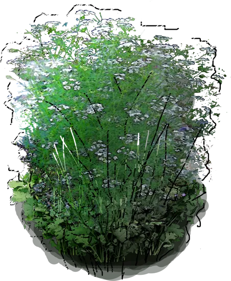 Roślina - Kolendra siewna