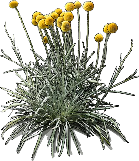 Roślina - Kraspedia żółta