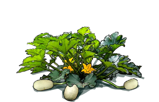 Roślina - Dynia makaronowa