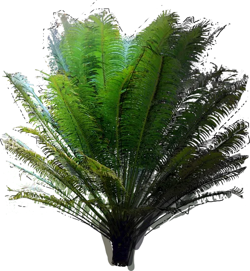 Roślina - Sagowiec Circilla