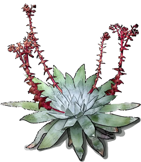 Roślina - Dudleya pulverulenta